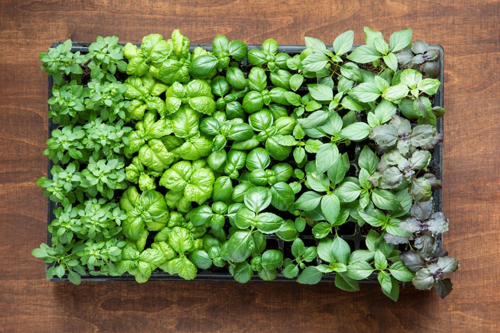 Βασιλικός, ο βασιλιάς των βοτάνων Βασιλικός, ο βασιλιάς των βοτάνων