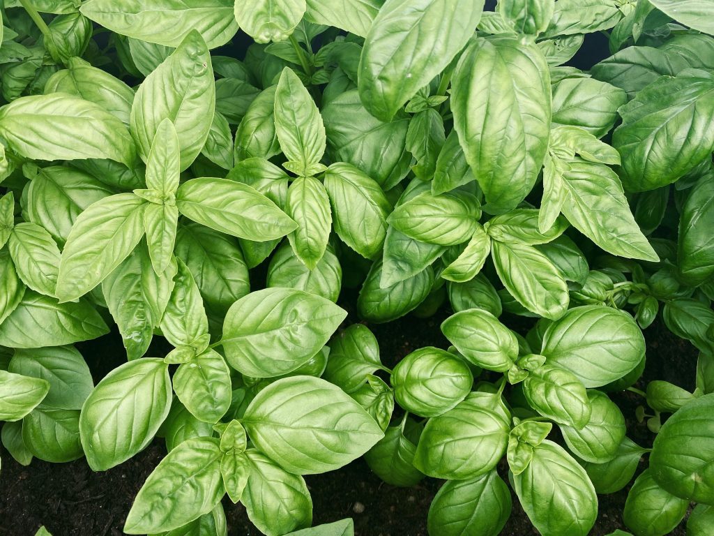 Βασιλικός, ο βασιλιάς των βοτάνων Βασιλικός, ο βασιλιάς των βοτάνων