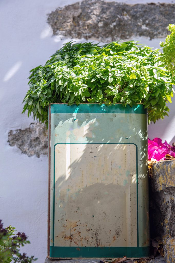 Βασιλικός, ο βασιλιάς των βοτάνων Βασιλικός, ο βασιλιάς των βοτάνων