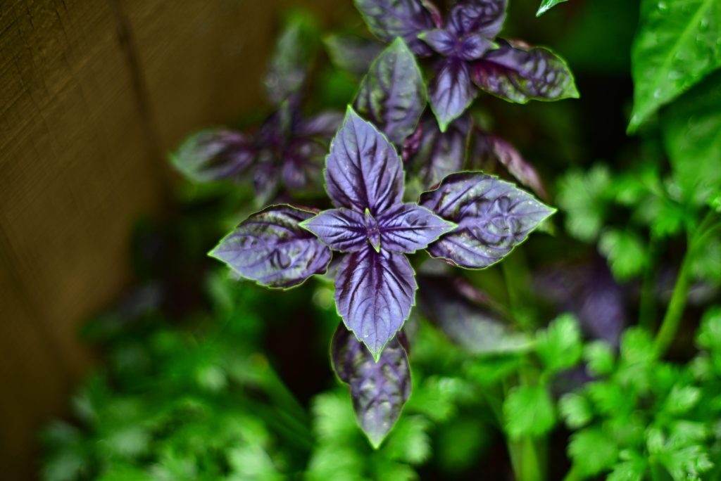 Βασιλικός, ο βασιλιάς των βοτάνων Βασιλικός, ο βασιλιάς των βοτάνων