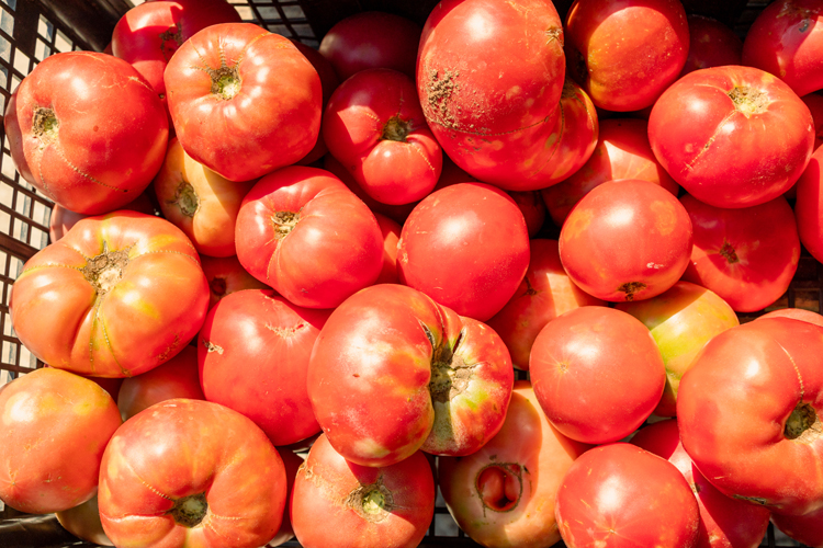 Μπατάλα. Η ντομάτα με τη μεγάλη ψυχή