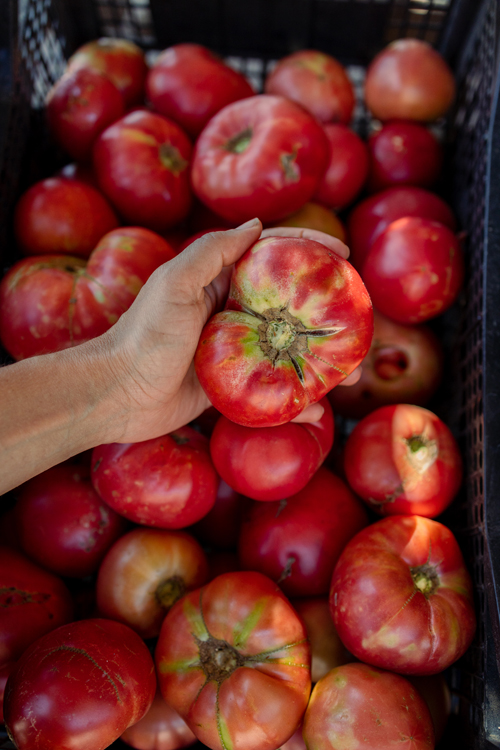 Μπατάλα. Η ντομάτα με τη μεγάλη ψυχή
