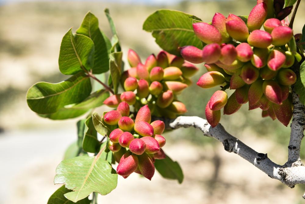 Φιστίκι. Η διάσημη γεύση παγκοσμίως