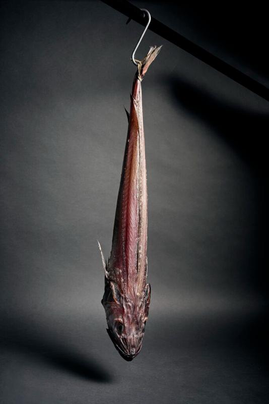 Εγχειρίδιο ορθής ωρίμανσης και χειρισμού ψαριών