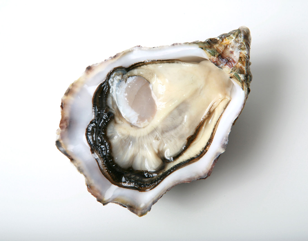 Από τα Gillardeau στα Rockefeller: Ένα ταξίδι στον κόσμο των στρειδιών