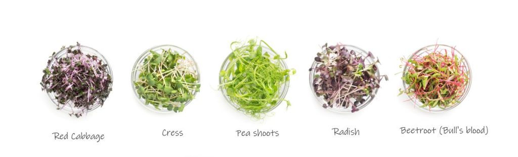 Microgreens: Οι μικροί "γίγαντες" της γεύσης