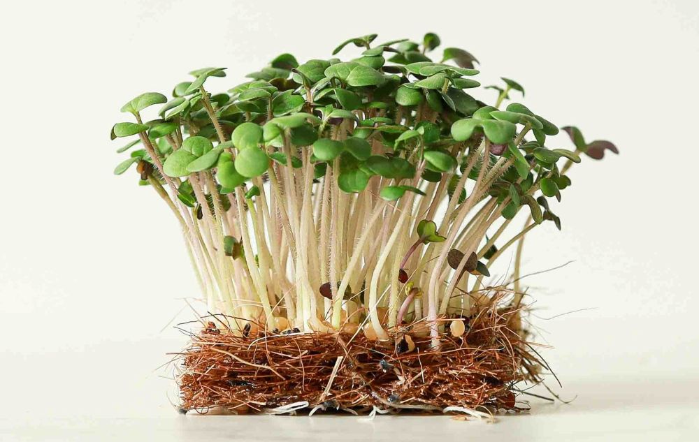 Microgreens: Οι μικροί "γίγαντες" της γεύσης