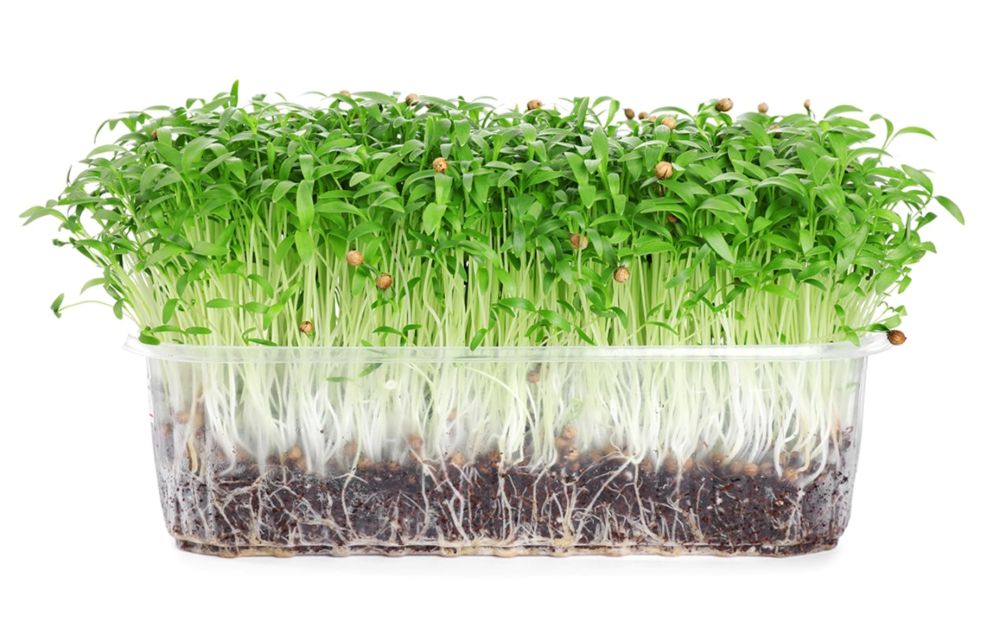 Microgreens: Οι μικροί "γίγαντες" της γεύσης