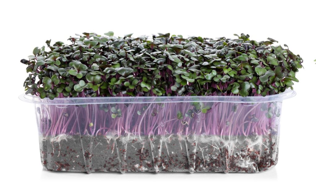 Microgreens: Οι μικροί "γίγαντες" της γεύσης