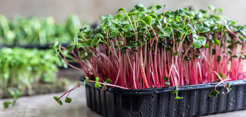 Microgreens: Οι μικροί "γίγαντες" της γεύσης