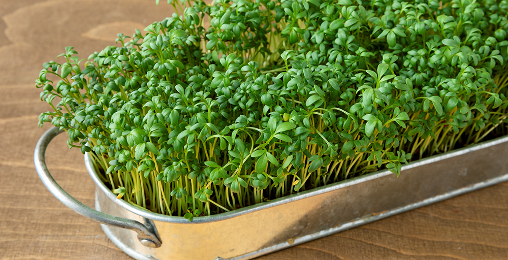 Microgreens: Οι μικροί "γίγαντες" της γεύσης