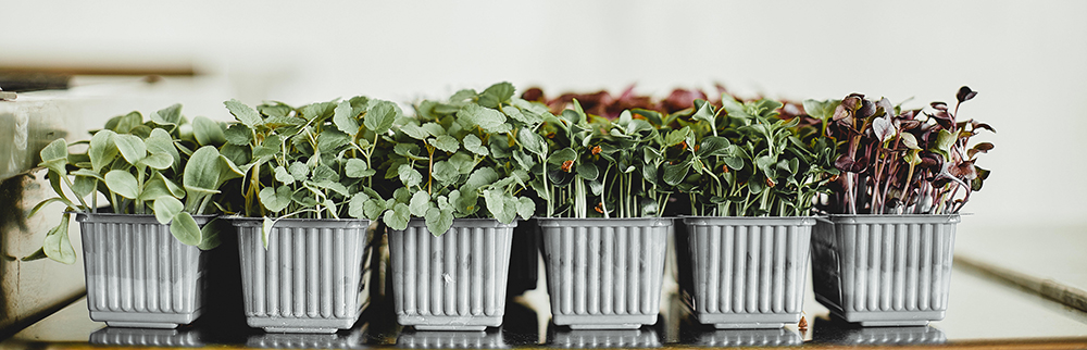 Microgreens: Οι μικροί "γίγαντες" της γεύσης